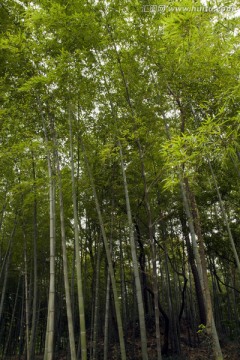 无锡鼋头渚风景区 鼋头渚 园林