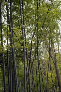 无锡鼋头渚风景区 鼋头渚 园林