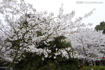 无锡鼋头渚风景区 鼋头渚 樱花