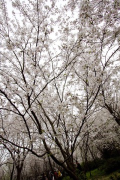 无锡鼋头渚风景区 鼋头渚 樱花