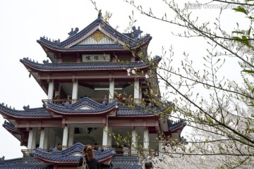 无锡鼋头渚风景区 鼋头渚 樱花