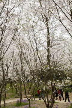 无锡鼋头渚风景区 鼋头渚 樱花