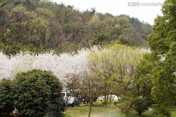 无锡鼋头渚风景区 鼋头渚 樱花