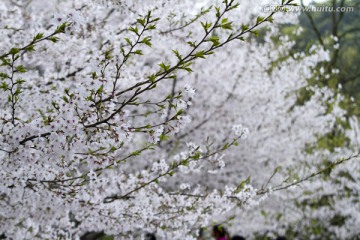 无锡鼋头渚风景区 鼋头渚 樱花