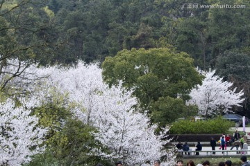 无锡鼋头渚风景区 鼋头渚 樱花