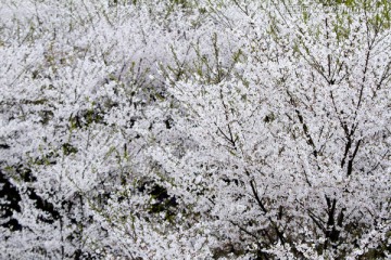 无锡鼋头渚风景区 鼋头渚 樱花