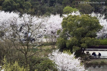 无锡鼋头渚风景区 鼋头渚 樱花