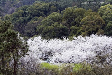 无锡鼋头渚风景区 鼋头渚 樱花