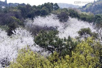 无锡鼋头渚风景区 鼋头渚 樱花