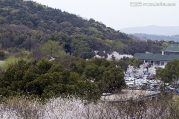 无锡鼋头渚风景区 鼋头渚 樱花