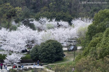 无锡鼋头渚风景区 鼋头渚 樱花