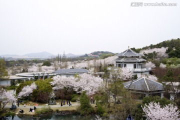 无锡鼋头渚风景区 鼋头渚 樱花