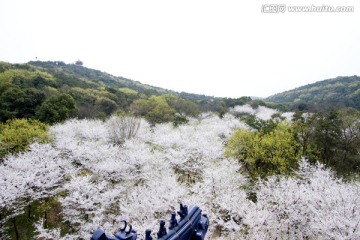 无锡鼋头渚风景区 鼋头渚 樱花