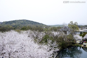 无锡鼋头渚风景区 鼋头渚 樱花