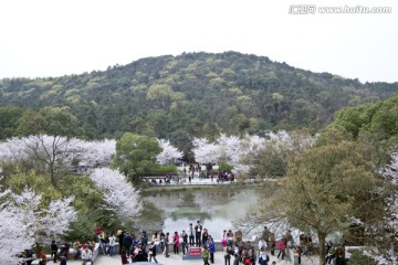 无锡鼋头渚风景区 鼋头渚 樱花