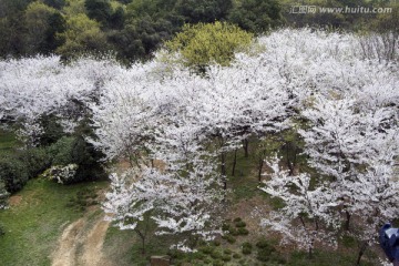 无锡鼋头渚风景区 鼋头渚 樱花