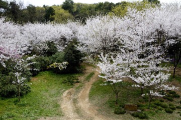 无锡鼋头渚风景区 鼋头渚 樱花