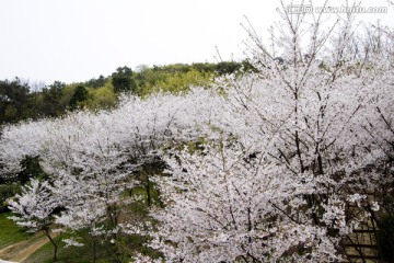 无锡鼋头渚风景区 鼋头渚 樱花