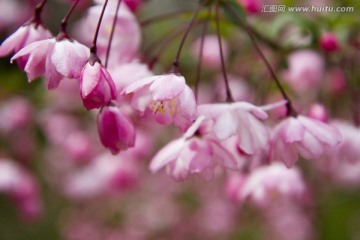 无锡鼋头渚风景区 鼋头渚 樱花