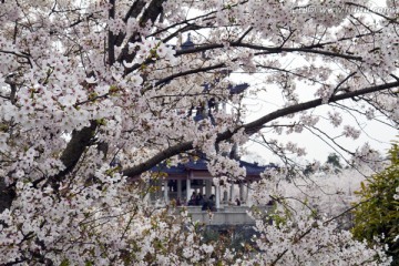 无锡鼋头渚风景区 鼋头渚 樱花