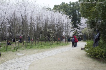 无锡鼋头渚风景区 鼋头渚 樱花