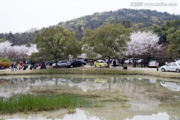 无锡鼋头渚风景区 鼋头渚 樱花