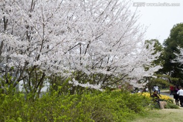 无锡鼋头渚风景区 鼋头渚 樱花