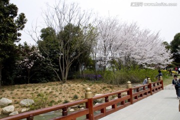 无锡鼋头渚风景区 鼋头渚 樱花