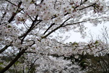 无锡鼋头渚风景区 鼋头渚 樱花