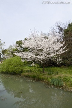 无锡鼋头渚风景区 鼋头渚 樱花