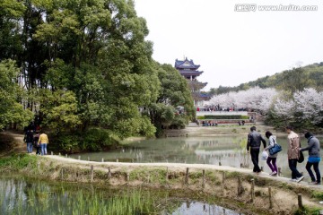 无锡鼋头渚风景区 鼋头渚 樱花