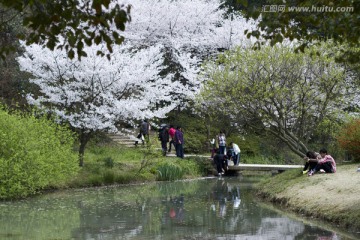 无锡鼋头渚风景区 鼋头渚 樱花