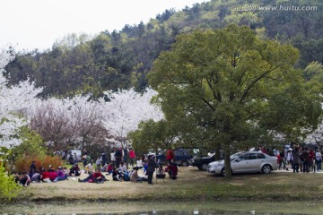 无锡鼋头渚风景区 鼋头渚 樱花