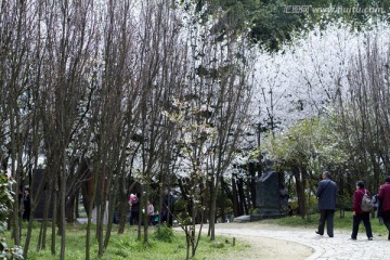 无锡鼋头渚风景区 鼋头渚 樱花