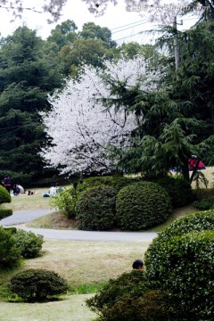 无锡鼋头渚风景区 鼋头渚 樱花