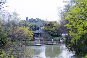 无锡鼋头渚风景区 鼋头渚 樱花