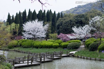 无锡鼋头渚风景区 鼋头渚 樱花