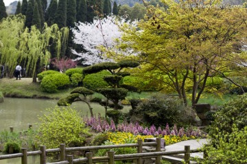 无锡鼋头渚风景区 鼋头渚 樱花