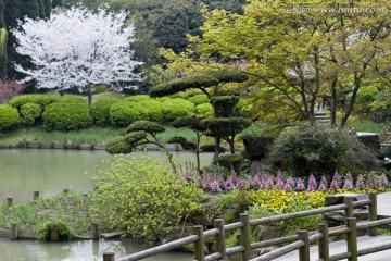 无锡鼋头渚风景区 鼋头渚 樱花