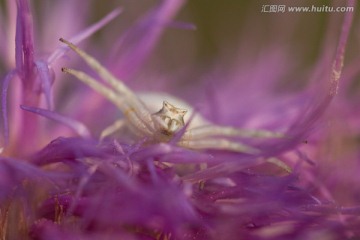 野花上的蜘蛛