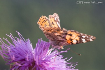 紫色野花上的铜色灰蝶