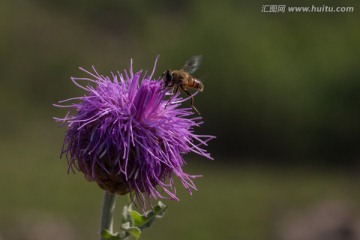 紫色野花上的蜜蜂 飞舞