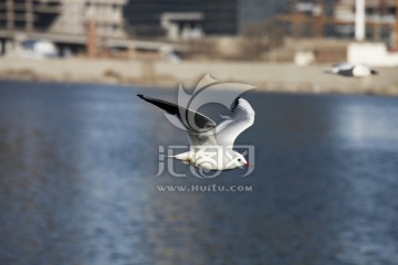 飞翔 海鸥