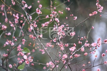 花卉  梅花  红梅  微距