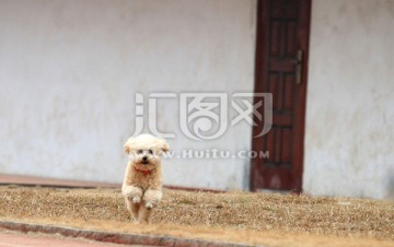 宠物犬 泰迪  萌狗  比熊犬