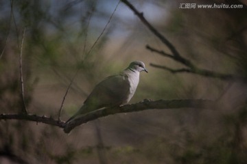 環頸斑鳩