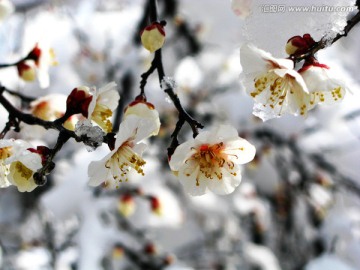 梅花雪