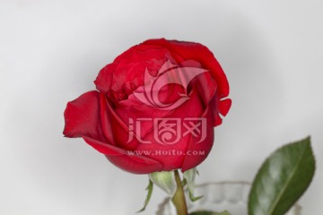 玫瑰 爱情 一支玫瑰花