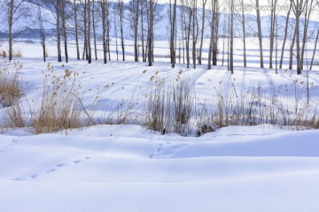 雪原