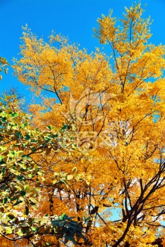 金黄色树枝高清图